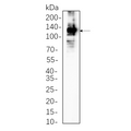 U-Blot® iNOS Rabbit Monoclonal Antibody – Figure 1 of 1