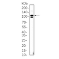U-Blot® STAT5 (Phospho Tyr694) Rabbit Monoclonal Antibody – Figure 1 of 1