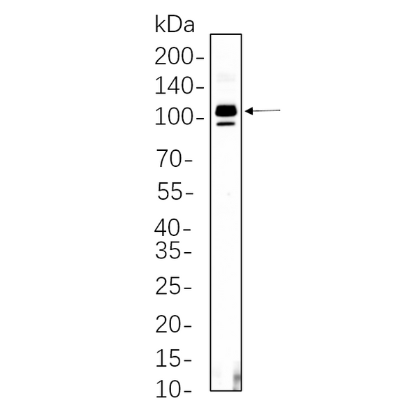 U-Blot® STAT5 (Phospho Tyr694) Rabbit Monoclonal Antibody – Figure 1 of 1
