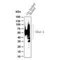 U-Blot® Glut1 Rabbit Monoclonal Antibody – Figure 1 of 1
