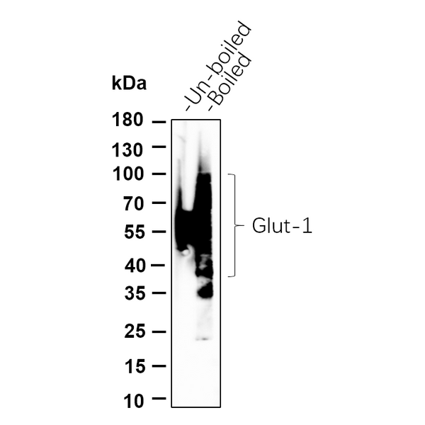 U-Blot® Glut1 Rabbit Monoclonal Antibody – Figure 1 of 1