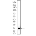 U-Blot® 4E-BP1 (Phospho 4E-BP1 (Phospho Thr37/46)) Rabbit Monoclonal Antibody – Figure 1 of 1