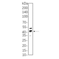 U-Blot® CREB-1 (Phospho Ser133) Rabbit Monoclonal Antibody – Figure 1 of 1