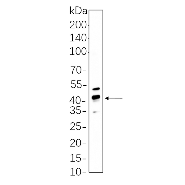 U-Blot® CREB-1 (Phospho Ser133) Rabbit Monoclonal Antibody – Figure 1 of 1