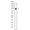 U-Blot® IGF1R (Phospho Tyr1135/1136)/Insulin Receptor β (Phospho Tyr1150/1151) Rabbit Monoclonal Antibody – Figure 1 of 1