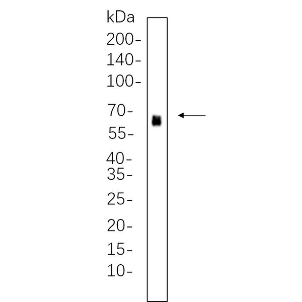 U-Blot® PDPK1 (Phospho Ser241) Rabbit Monoclonal Antibody – Figure 1 of 1