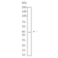 U-Blot® Doublecortin Rabbit Monoclonal Antibody – Figure 1 of 1