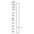 U-Blot® Histone H3 (Tri Methyl Lys36) Rabbit Monoclonal Antibody – Figure 1 of 1