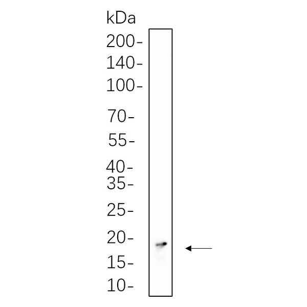 U-Blot® Histone H3 (Tri Methyl Lys36) Rabbit Monoclonal Antibody – Figure 1 of 1