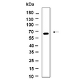 U-Blot® IRF3 (Phospho Ser396) Rabbit Monoclonal Antibody – Figure 1 of 1