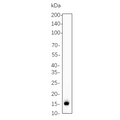 U-Blot® Cleaved Caspase-7 (Asp198) Rabbit Monoclonal Antibody – Figure 1 of 1