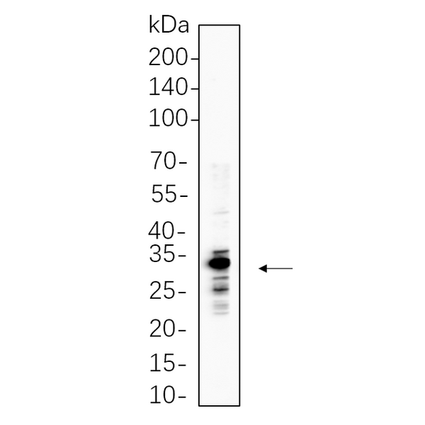 U-Blot® ELNE Rabbit Monoclonal Antibody – Figure 1 of 1