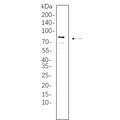 U-Blot® DDX4 Rabbit Monoclonal Antibody (PT0882R) – Figure 1 of 1