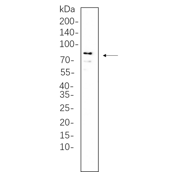 U-Blot® DDX4 Rabbit Monoclonal Antibody (PT0882R) – Figure 1 of 1