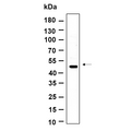U-Blot® LXRα Rabbit Monoclonal Antibody – Figure 1 of 1