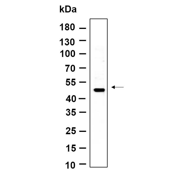U-Blot® LXRα Rabbit Monoclonal Antibody – Figure 1 of 1