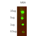 U-Blot® N6-methyladenosine (m6A) Rabbit Monoclonal Antibody – Figure 1 of 1