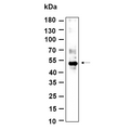 U-Blot® γ Tubulin Rabbit Monoclonal Antibody – Figure 1 of 1