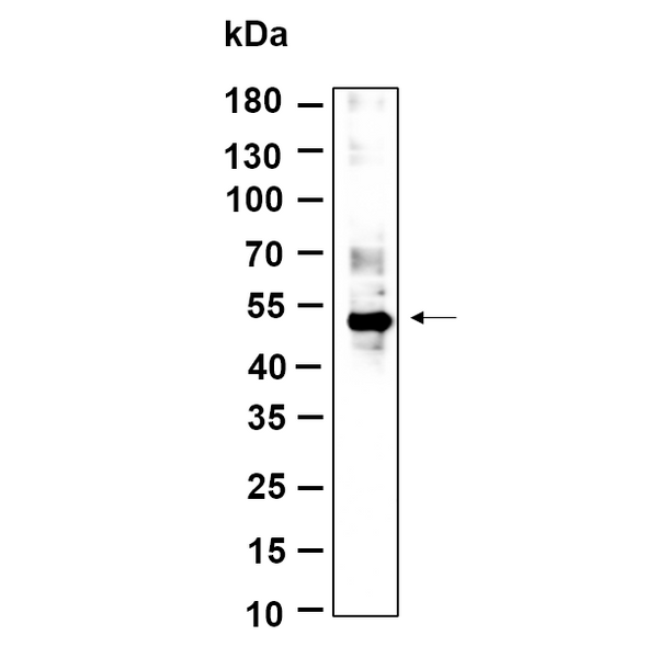 U-Blot® γ Tubulin Rabbit Monoclonal Antibody – Figure 1 of 1