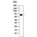 U-Blot® GAD-65/67 Rabbit Monoclonal Antibody – Figure 1 of 1
