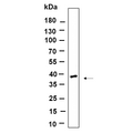U-Blot® OLIG2 Rabbit Monoclonal Antibody – Figure 1 of 1