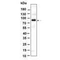 U-Blot® β Catenin (Phospho Ser37) Rabbit Monoclonal Antibody – Figure 1 of 1