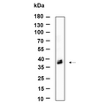 U-Blot® ApoE Rabbit Monoclonal Antibody – Figure 1 of 1