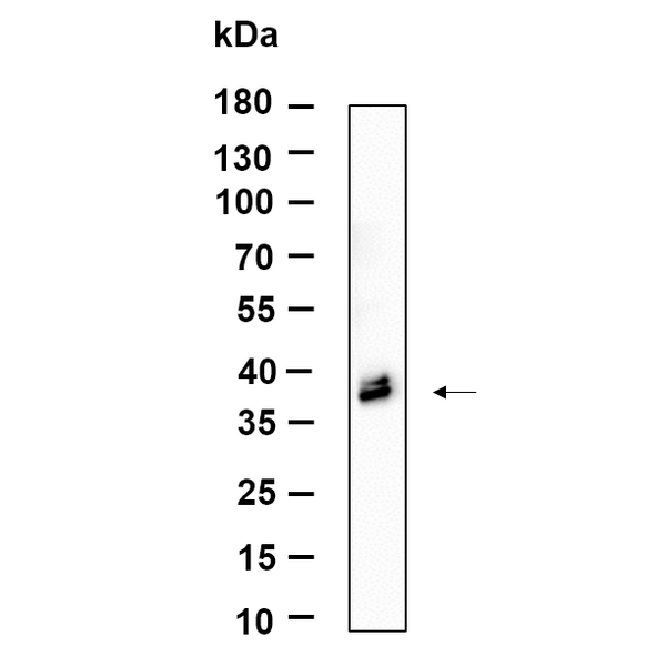 U-Blot® ApoE Rabbit Monoclonal Antibody – Figure 1 of 1