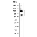 U-Blot® Tau (Phospho Ser396) Rabbit Monoclonal Antibody – Figure 1 of 1