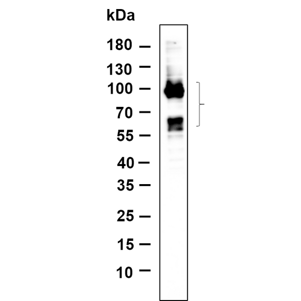U-Blot® Tau (Phospho Ser396) Rabbit Monoclonal Antibody – Figure 1 of 1
