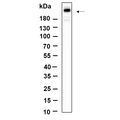 U-Blot® mTOR (Phospho Ser2481) Rabbit Monoclonal Antibody – Figure 1 of 1
