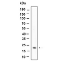 U-Blot® Histone H3 (Phospho Ser10/Thr11) Rabbit Monoclonal Antibody – Figure 1 of 1