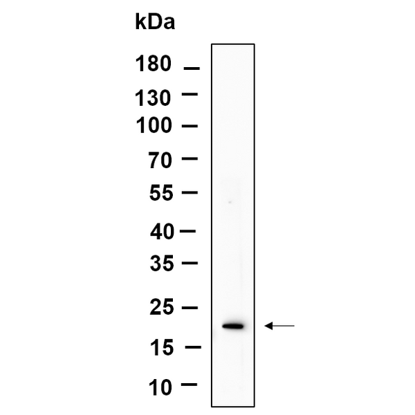 U-Blot® Histone H3 (Phospho Ser10/Thr11) Rabbit Monoclonal Antibody – Figure 1 of 1