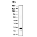 U-Blot® Histone H3 (Acetyl Lys27) Rabbit Monoclonal Antibody – Figure 1 of 1