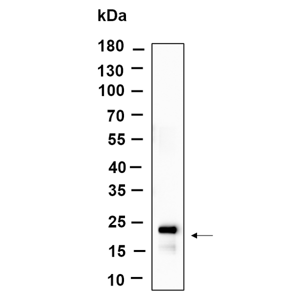 U-Blot® Histone H3 (Acetyl Lys27) Rabbit Monoclonal Antibody – Figure 1 of 1