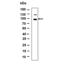 U-Blot® Nibrin Rabbit Monoclonal Antibody – Figure 1 of 1