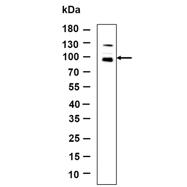 U-Blot® Nibrin Rabbit Monoclonal Antibody – Figure 1 of 1