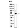 U-Blot® p53 (Phospho Ser46) Rabbit Monoclonal Antibody – Figure 1 of 1