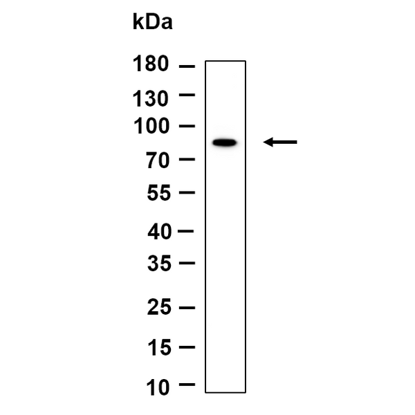 U-Blot® TBK1 (Phospho Ser172) Rabbit Monoclonal Antibody – Figure 1 of 1