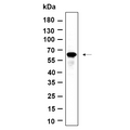 U-Blot® FoxO4 Rabbit Monoclonal Antibody – Figure 1 of 1