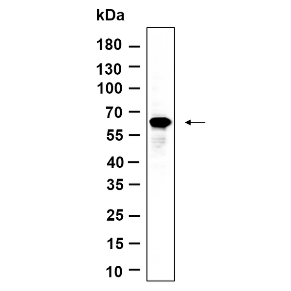 U-Blot® FoxO4 Rabbit Monoclonal Antibody – Figure 1 of 1