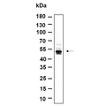 U-Blot® CaMKII α/β (Phospho Thr286) Rabbit Monoclonal Antibody – Figure 1 of 1