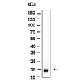 U-Blot® Histone H2A (Acetyl Lys9) Rabbit Monoclonal Antibody – Figure 1 of 1