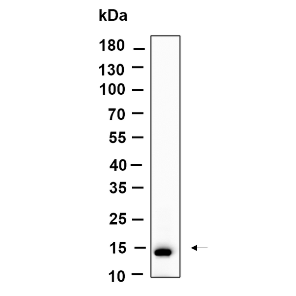 U-Blot® Histone H2A (Acetyl Lys9) Rabbit Monoclonal Antibody – Figure 1 of 1