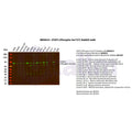 U-Blot® STAT3 (Phospho Ser727) Rabbit Monoclonal Antibody – Figure 1 of 2