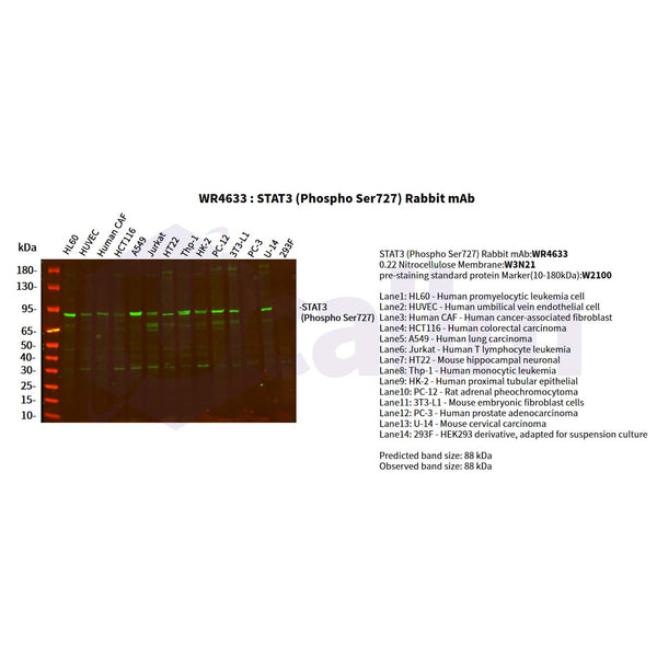 U-Blot® STAT3 (Phospho Ser727) Rabbit Monoclonal Antibody – Figure 1 of 2