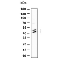 U-Blot® Jun/JunD (Phospho Ser73/Ser100) Rabbit Monoclonal Antibody – Figure 1 of 1