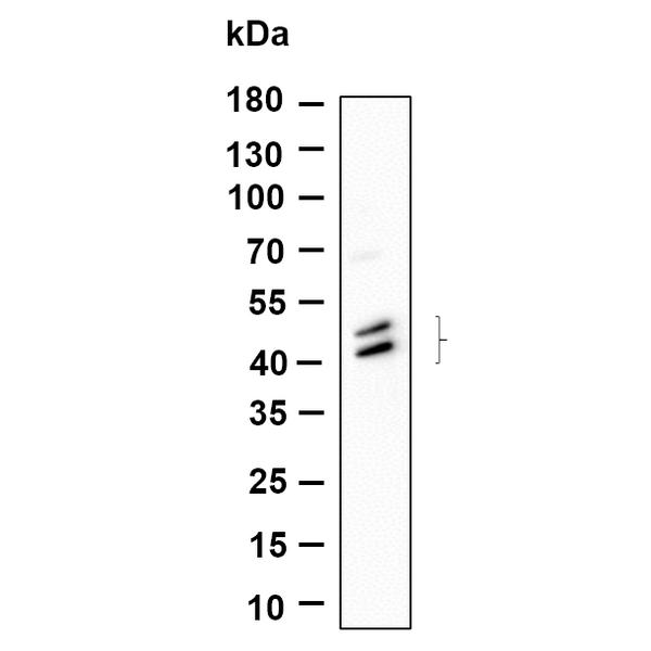 U-Blot® Jun/JunD (Phospho Ser73/Ser100) Rabbit Monoclonal Antibody – Figure 1 of 1