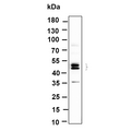U-Blot® JNK1/2/3 (Phospho Thr183/Thr183/Thr221) Rabbit Monoclonal Antibody – Figure 1 of 1