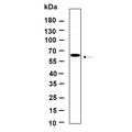 U-Blot® p70 S6 kinase β (Phospho Ser371) Rabbit Monoclonal Antibody – Figure 1 of 1